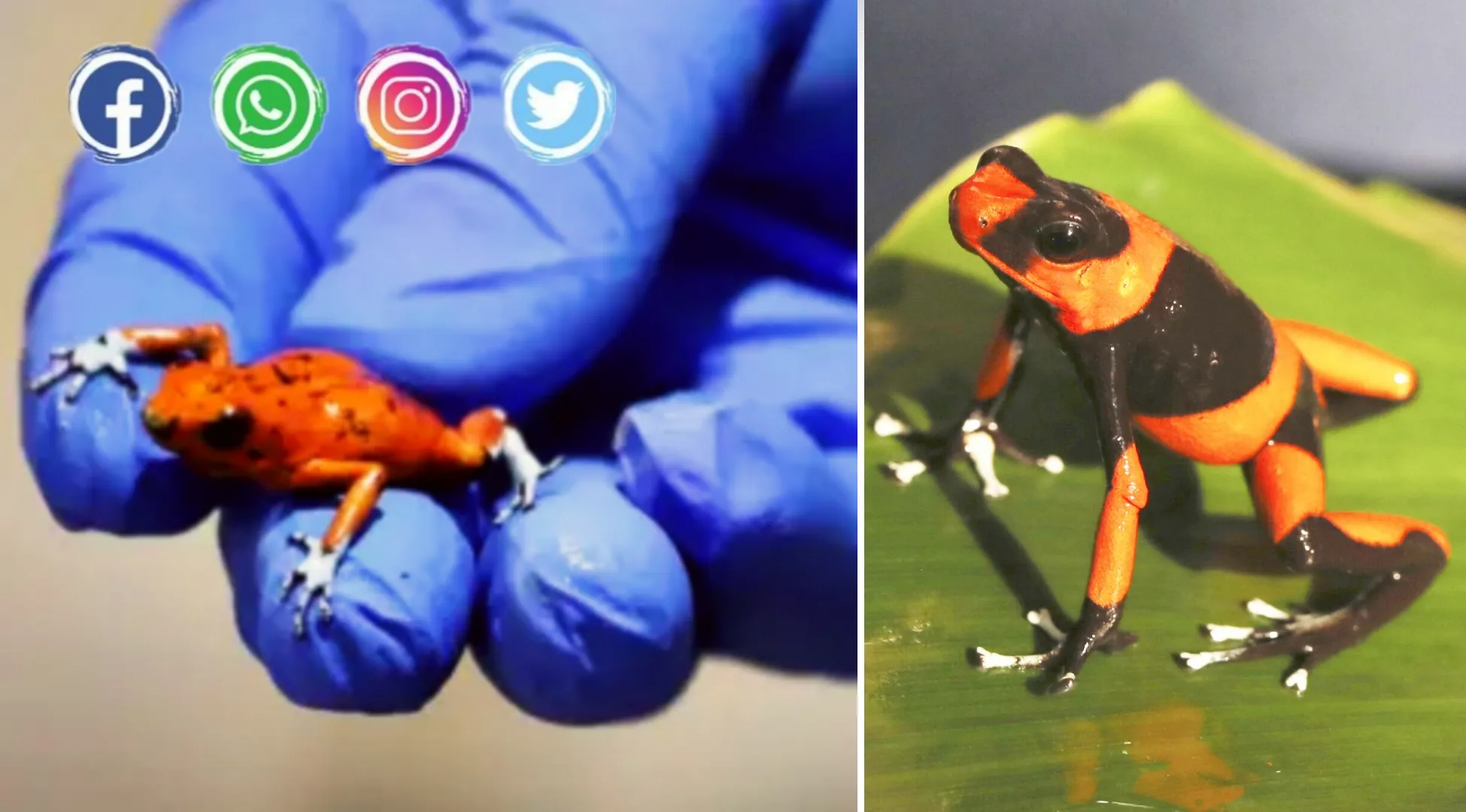 Harlequin Frog Trafficking