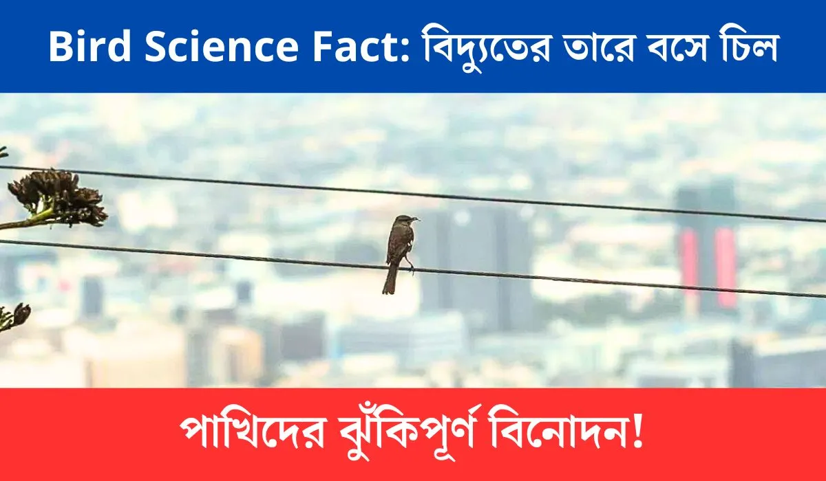 Bird Science Fact