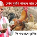 কোন মুরগি পালনে লাভ বেশি পাবেন | Murgi Farm