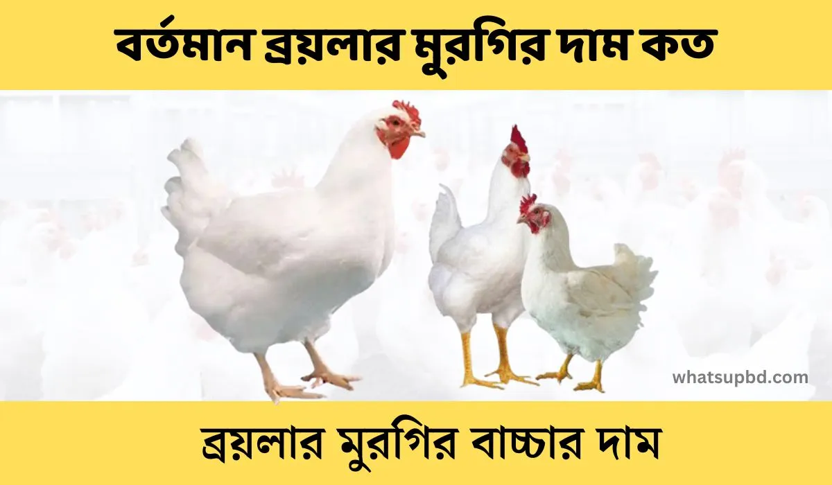 বর্তমান ব্রয়লার মুরগির দাম কত বাংলাদেশে