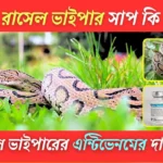 রাসেল ভাইপার সাপ, রাসেল ভাইপার, রাসেল ভাইপার সাপ কি, চন্দ্রবোড়া রাসেল ভাইপার সাপ, সাপ রাসেল ভাইপার, রাসেল ভাইপার বা শংখচুড় সাপ, রাসেল ভাইপার কামড়ালে কি হয়, রাসেল ভাইপারের এন্টিভেনম, rasel snake, russell viper in bangladesh, russell's viper, russell viper snake, রাসেল ভাইপার সাপের ইতিহাস, রাসেল ভাইপার কোন দেশের সাপ, রাসেল ভাইপার নিউজ,