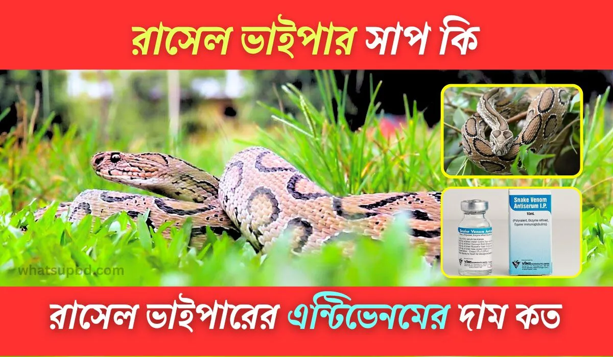 রাসেল ভাইপার সাপ, রাসেল ভাইপার, রাসেল ভাইপার সাপ কি, চন্দ্রবোড়া রাসেল ভাইপার সাপ, সাপ রাসেল ভাইপার, রাসেল ভাইপার বা শংখচুড় সাপ, রাসেল ভাইপার কামড়ালে কি হয়, রাসেল ভাইপারের এন্টিভেনম, rasel snake, russell viper in bangladesh, russell's viper, russell viper snake, রাসেল ভাইপার সাপের ইতিহাস, রাসেল ভাইপার কোন দেশের সাপ, রাসেল ভাইপার নিউজ,