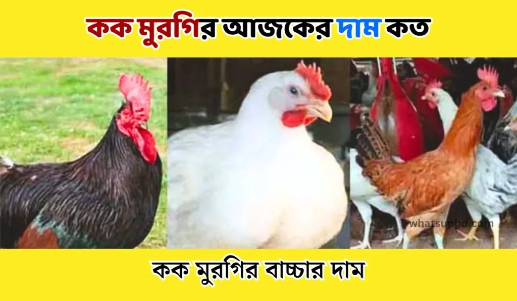 কক মুরগির আজকের দাম কত বাংলাদেশে