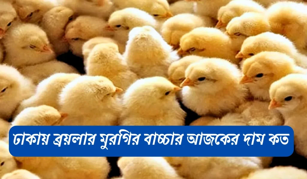 ঢাকায় ব্রয়লার মুরগির বাচ্চার আজকের দাম কত