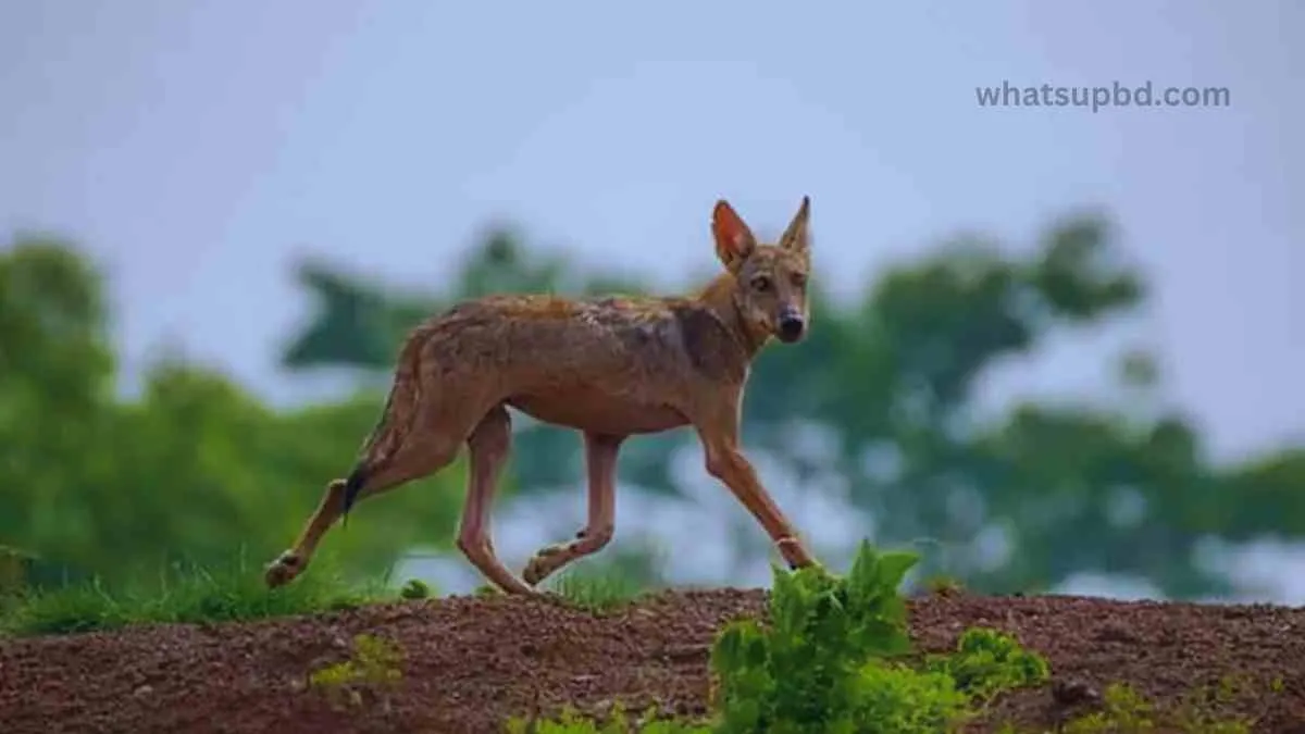  ১৯৯৬ সালে প্রতাপগড়ে একই ধরনের ঘটনা ঘটেছিল।