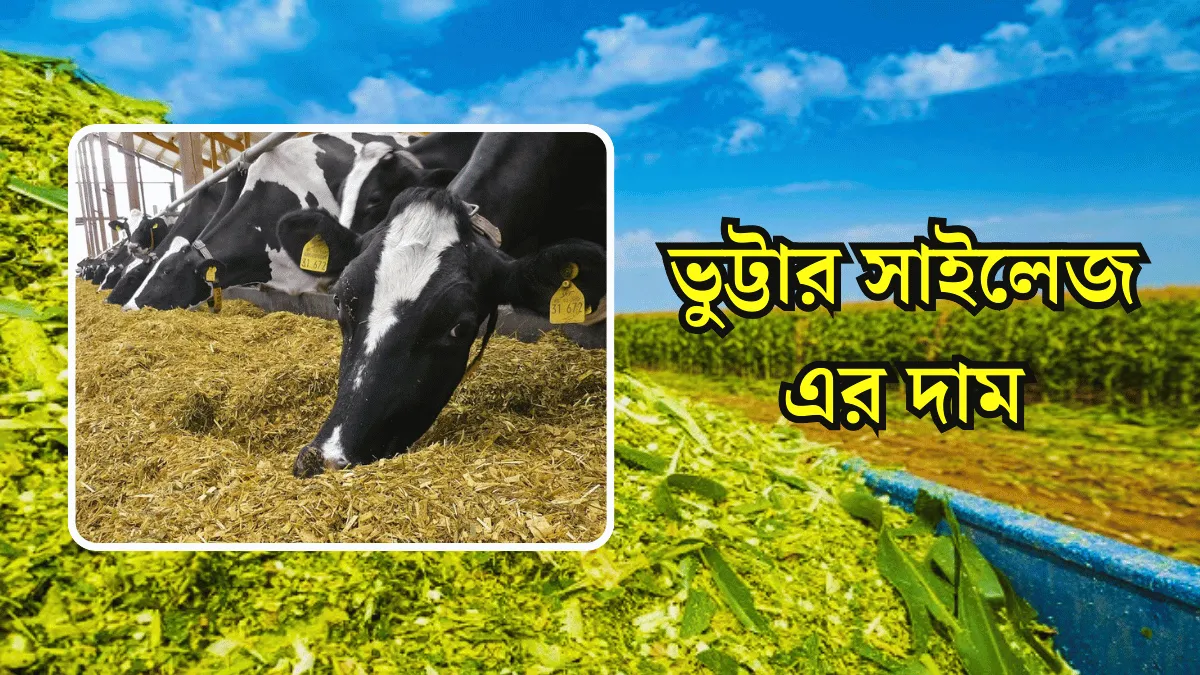 বাংলাদেশে সাইলেজ কোথায় পাওয়া যায় এবং সাইলেজের দাম জানুন।