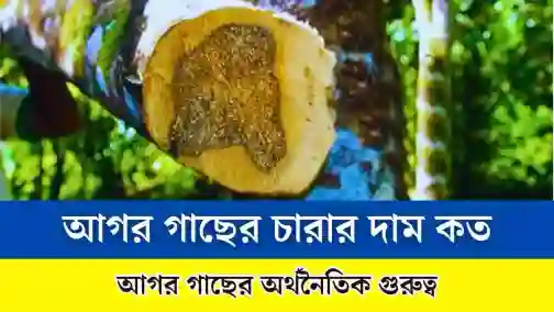 আগর গাছের চারার মূল্য।