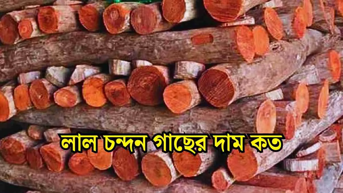 লাল চন্দন গাছের দাম কত ২০২৫ সালে জানতে তালিকা দেখুন।